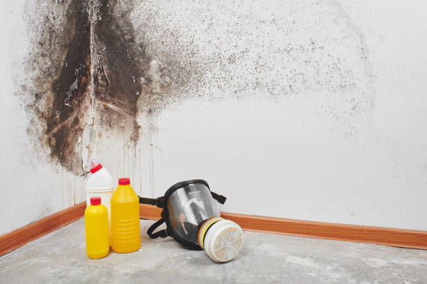 Rusk, TX Mold Removal Company