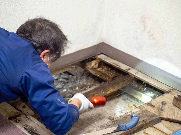 Best Crawl Space Mold Removal  in Rusk, TX