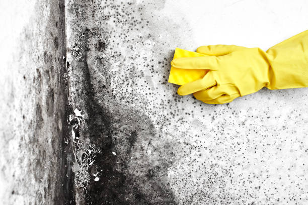 Best Commercial Mold Removal  in Rusk, TX