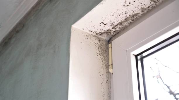 Best Crawl Space Mold Removal  in Rusk, TX