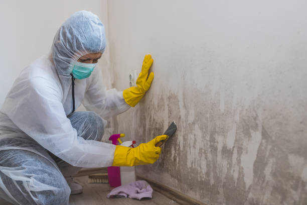 Certified Mold Removal in Rusk, TX