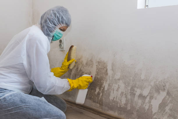 Best Commercial Mold Removal  in Rusk, TX