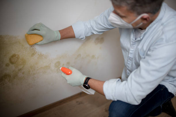 Best Mold Damage Repair  in Rusk, TX