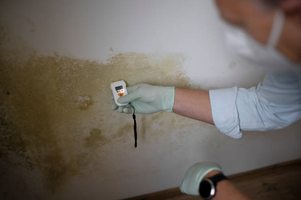 Best Local Mold Removal Service  in Rusk, TX