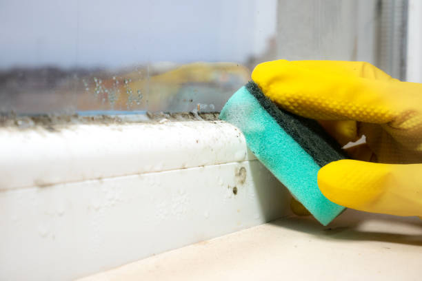 Reliable Rusk, TX Mold Removal Solutions