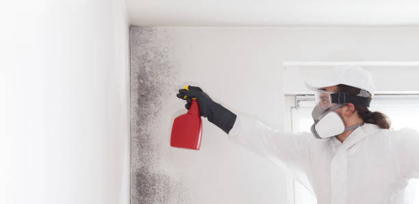Best Office Mold Removal Services  in Rusk, TX