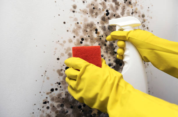 Best Professional Mold Removal  in Rusk, TX