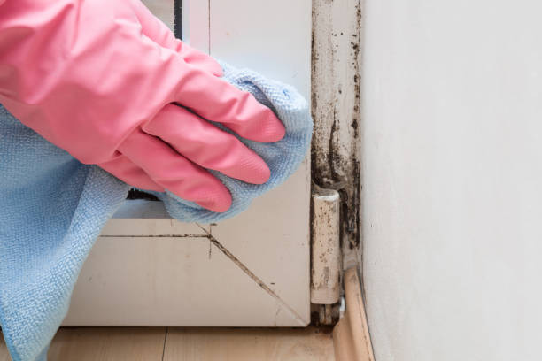 Best Mold Cleaning Services  in Rusk, TX